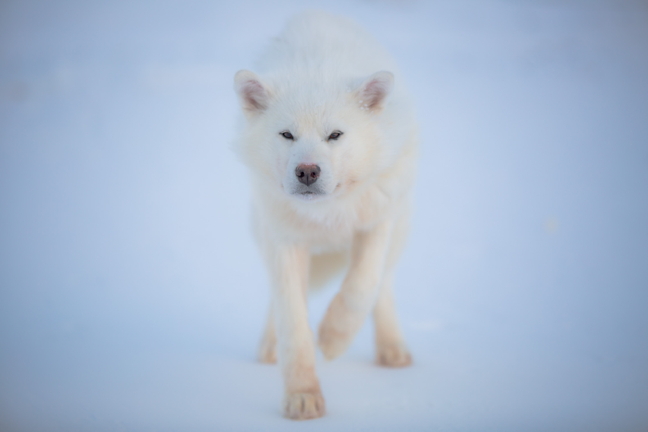 Every breath you take, I'll be watching you... one of Tom Naqitarvik's sled dogs emerges like a ghost from Arctic Bay's snowy white coastline. We'd like to remind our loyal readers and advertisers that the Nunatsiaq News offices in Iqaluit and Ottawa will be closed tomorrow, April 14, for the Good Friday holiday. We wish everyone an enjoyable Easter and safe travels on the land, if that's where you're heading over the long weekend. Although some offices in Nunavut and Ontario will be closed on Easter Monday, our offices will re-open April 17 during regular office hours. (PHOTO BY NIORE IQALUKJUAK)