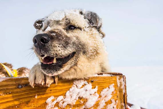 A snow- and ice-caked sled dog takes a break from the Ivakkak race route April 8 in her team's qamutik. A number of dogs in the race have come down with a gastro-intestinal illness that caused mushers to pull some dogs from the race and forced two teams to withdraw completely, while Ivakkak's veterinarian looks into what caused the sickness. Meanwhile, Ivakkak's 11 remaining teams carry on to the race's finish line in Ivujivik. (PHOTO BY P. DUNNIGAN/MAKIVIK)