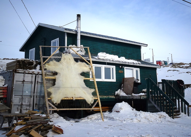 A polar bear skin, meticulously stretched, is propped against a Happy Valley home in Iqaluit May 6 for drying. A recent comprehensive three-year scientific study on Canada's two eastern-most polar bear populations—Kane Basin and Baffin Bay—shows that those two populations seem to be faring OK despite a rapid decline in annual sea ice cover. You can read about that study here: http://tinyurl.com/hdf6rlk. (PHOTO BY JANE GEORGE)