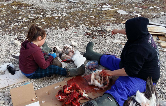 Ashlynn Nakoolak, seven, learns to butcher the family's goose harvest last weekend near Coral Harbour. Here, her mother Edna Hamilton-Nakoolak gives her a tutorial, first removing the geese's wings and then legs. (PHOTO COURTESY OF E. HAMILTON-NAKOOLAK)