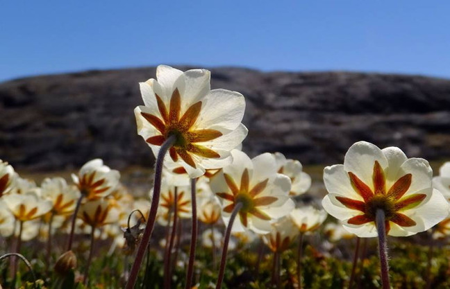 Malikkaat, or mountain aven, turn their faces to the sun just outside of Sanikiluaq, Nunavut's southernmost community on the Belcher Islands. With the short, sunny season in the Arctic, Malikkaat actually follow the sun as it travels around the sky in spring, their stems coiling up. As autumn approaches, they uncoil, indicating, in traditional Inuit society, the coming of winter. (PHOTO BY SARAH MEEKO)