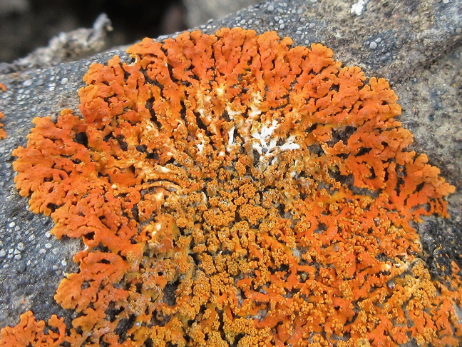 An orange lichen known as Xanthoria Sorediata, photographed in July near Lake Hazen on northern Ellesmere Island. This summer, botanists from the Canadian Museum of Nature in Ottawa  focused on lichen for their ongoing study and sampling of Arctic vegetation.  The research, which began in 2013, will provide new baseline data for an updated Arctic Flora of Canada and Alaska—a comprehensive list of what's growing in the Arctic right now. It also adds to the museum's massive plant collection with hundreds of new samples. See story later on Nunasiaqonline.ca. (PHOTO COURTESY TROY MCMULLIN) 