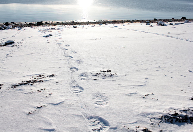 Iqaluit wildlife officers are on the look out for a polar bear that paid a visit to Nunavut’s capital overnight Oct. 26 or early Oct. 27. Alden Williams, who works at the Government of Nunavut’s wildlife office in Iqaluit, said Oct. 27 that polar bear tracks were found leading into town near the beachfront graveyard, above, and then leaving town near the causeway and heading toward the Sylvia Grinnell River. The tracks led to a nearby dog team enclosure where two full frozen seals were loosely concealed under plywood near some bloody snow and animal parts. Williams said officers will be out all weekend looking for signs of nanuq's return. If you see a polar bear, or evidence of one, call 975-7780 during daytime hours or 222-0167 at night and on weekends. (PHOTO BY LISA GREGOIRE)