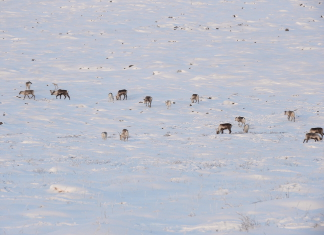 Mating season's greetings from Baker Lake! During the month of November, male barrenland caribou travel in herds with females to make babies which will grow in utero during the winter months and be born in the spring. It's also the time when the male caribou shed their antlers. This herd was spotted along the Thelon River. (PHOTO BY LARS QAQQAQ)