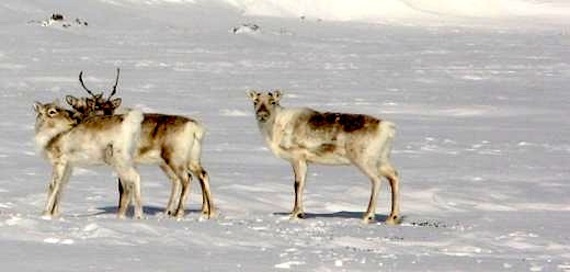 The Committee on the Status of Endangered Wildlife in Canada announced this week it had reassessed the Dolphin and Union caribou herd as an endangered species. (FILE PHOTO)