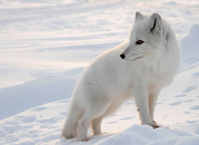 The GN is asking Nunavummiut to be aware of more foxes coming into communities, in order to prevent the potential spread of rabies. The territory has already confirmed a handful of cases of the virus since October, most recently found in a dog in Hall Beach last week. (PHOTO COURTESY OF GN)