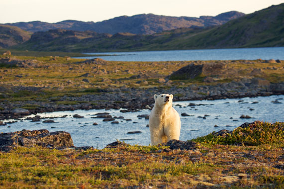 Felix St-Aubin sneaks up on this polar bear one early autumn morning near Killinik to catch it feasting on some caribou fat. The Kangiqsualujjuaq photographer’s image recently won first place for 2017 in the Nunavik Marine Regional Wildlife Board’s photo contest. The NMRWB is looking for more wildlife photos from Nunavimmiut in 2018; photographers can email their photos to fjeangagnon@nmrwb.ca. (PHOTO BY F. ST-AUBIN/NMRWB)