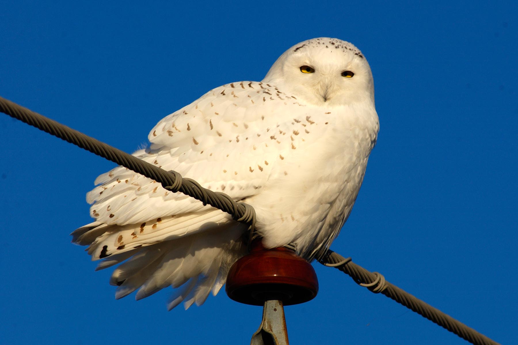Here's a snowy owl that headed south for the winter—to Missouri. These big Arctic owls have been spotted in previous years as far south as Florida. (PHOTO COURTESY OF THE MISSOURI DEPT. OF CONSERVATION)