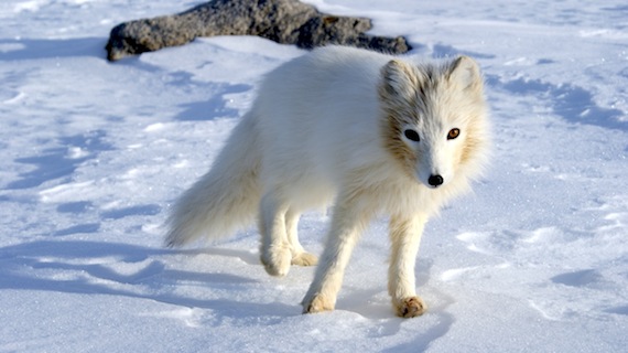 The GN confirmed April 6 that a fox near Igloolik had rabies, and they've sent out a dog for testing.   If you’re bitten, wash the wound with soap and water for 15 minutes and immediately contact your local health centre, the GN advises. (FILE PHOTO)