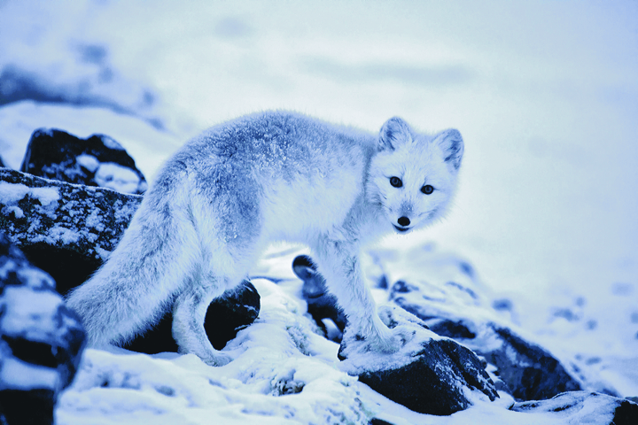 An Arctic fox searches for food along the shoreline near the future Nanisivik naval facility in October 2014. A bump in Nunavut's fox population has also meant an increase in cases of rabies across the territory this year. (FILE PHOTO) 