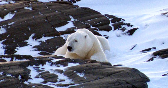 This picture was taken some years ago, on Dec 10, 2010, near Sanikiluaq, where this bear was resting on a small island about half a mile from town. Photographer Sarah Meeko drove by skidoo to see the bear and take pictures. She said, 