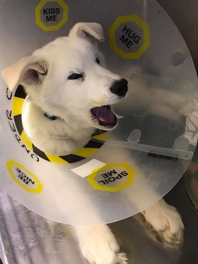 Four-month-old Spike was flown from Taloyoak to a Yellowknife shelter in early May, where he was being treated for multiple injuries, including pelvic fractures, head trauma and severe bruising on his body.  (PHOTO COURTESY OF NWTSPCA) 