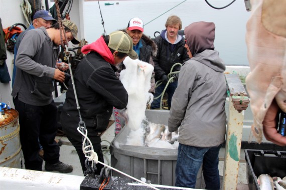 There’s a fish in that ice! While some Iqaluit residents were out harvesting a bowhead on Aug. 14, these fishermen were returning with tubs full of char caught in and around York Sound and Kendall Strait. The Department of Fisheries and Oceans granted Iqaluit’s Kabva Marine Services a licence this year to fish in those waters near Iqaluit from July 9 to Aug. 20. The “feasibility licence” is given to fishers so they can explore the potential for commercial harvesting. The small marine company harvested 4,000 lb of char under that licence this summer. DFO collected samples from the char to study the health of the fish, and will use the trial fishery to find out if there are enough fish in the area to harvest sustainably and what tools or gear would work best for any future fishery. (PHOTO BY BETH BROWN)
