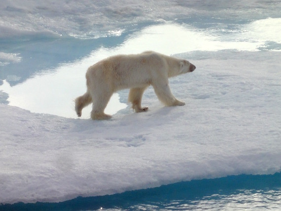 Persistent organic pollutants accumulate in the fat of organisms, growing in concentration as you move up the food chain. That’s not good for animals near the top of the chain, such as polar bears. (FILE PHOTO)