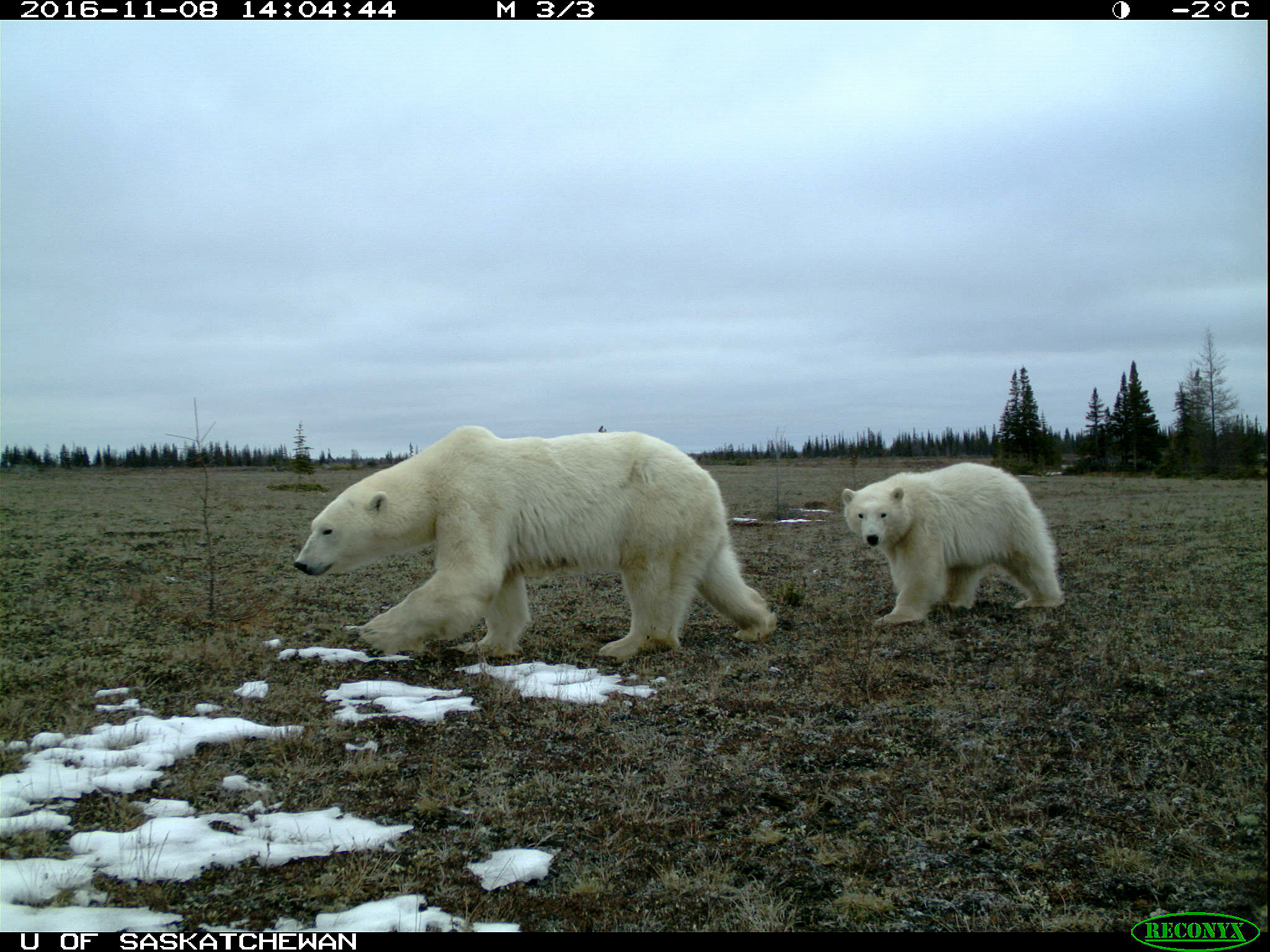 Two polar bears walk past a camera trap in Wapusk National Park in 2016. (DOUGLAS CLARK, AUTHOR PROVIDED)

