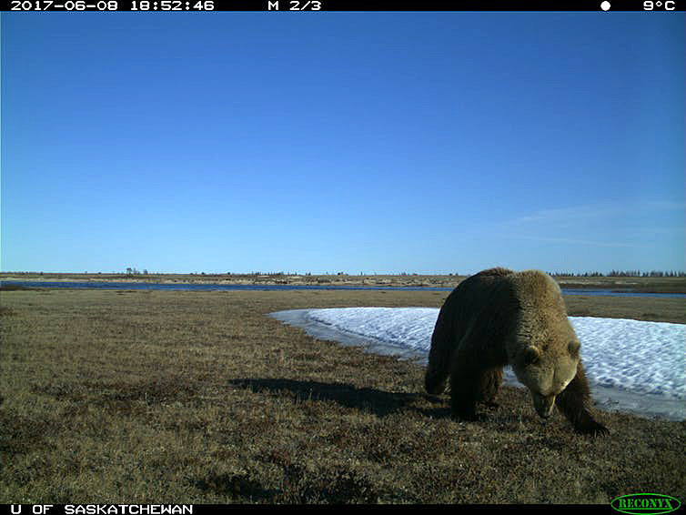 Grizzly bears visited all three study sites along the coast of Wapusk National Park. (DOUGLAS CLARK, CREATIVE COMMONS LICENCE)
