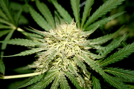 Amittuq MLA Joelie Kaernerk doesn't like the term the Inuit Uqausinginnik Taiguusiliuqtiit language authority has decreed for cannabis: 