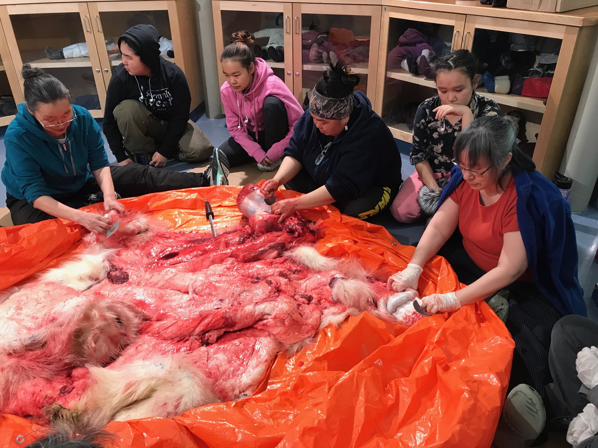 Sanikiluaq students learn to skin a polar bear on Tuesday, Feb. 12. From left: Annie Amitook, Ayla Mickiyuk, Louisa Emikotailuk, Sarah Uppik, Sarah Mina Cookie and Betsy Meeko. (Photo courtesy of Paatsaali School)