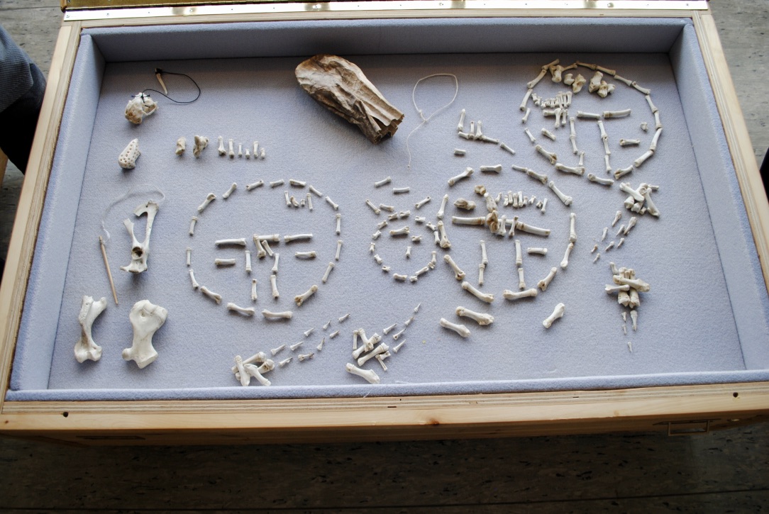 Parts of inugaq, a game played with seal flipper bones, are seen on display at the Angmarlik Visitors Centre in Pangnirtung. Ooleepeeka Arnaqaq, coordinator of visitor experience at the centre, says you start by putting the bones in the bag and use the string to pull out as many as you can. Then you use the bones to form a family, qammaq and dog team. Arnaqaq recalled how the elders who spend time at the centre were amused because she’d put the smallest of the bones representing dogs nearest to the sled, whereas you should always put the youngest dogs at the front, because they have the most energy. (Photo by Phillip Lightfoot)