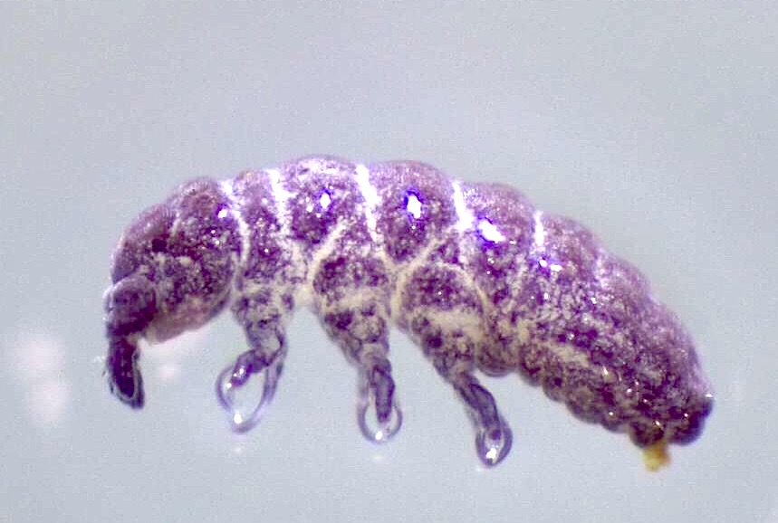 Springtail Metamorphasis Canadian High Arctic Research Station remains a big unknown to many