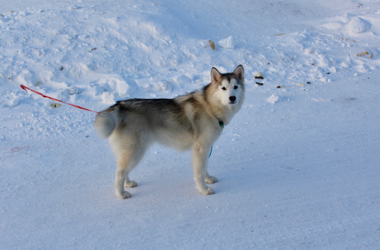 A dog hangs out on a sunny evening in  Resolute Bay on March 15. (Photo by Emma Tranter)