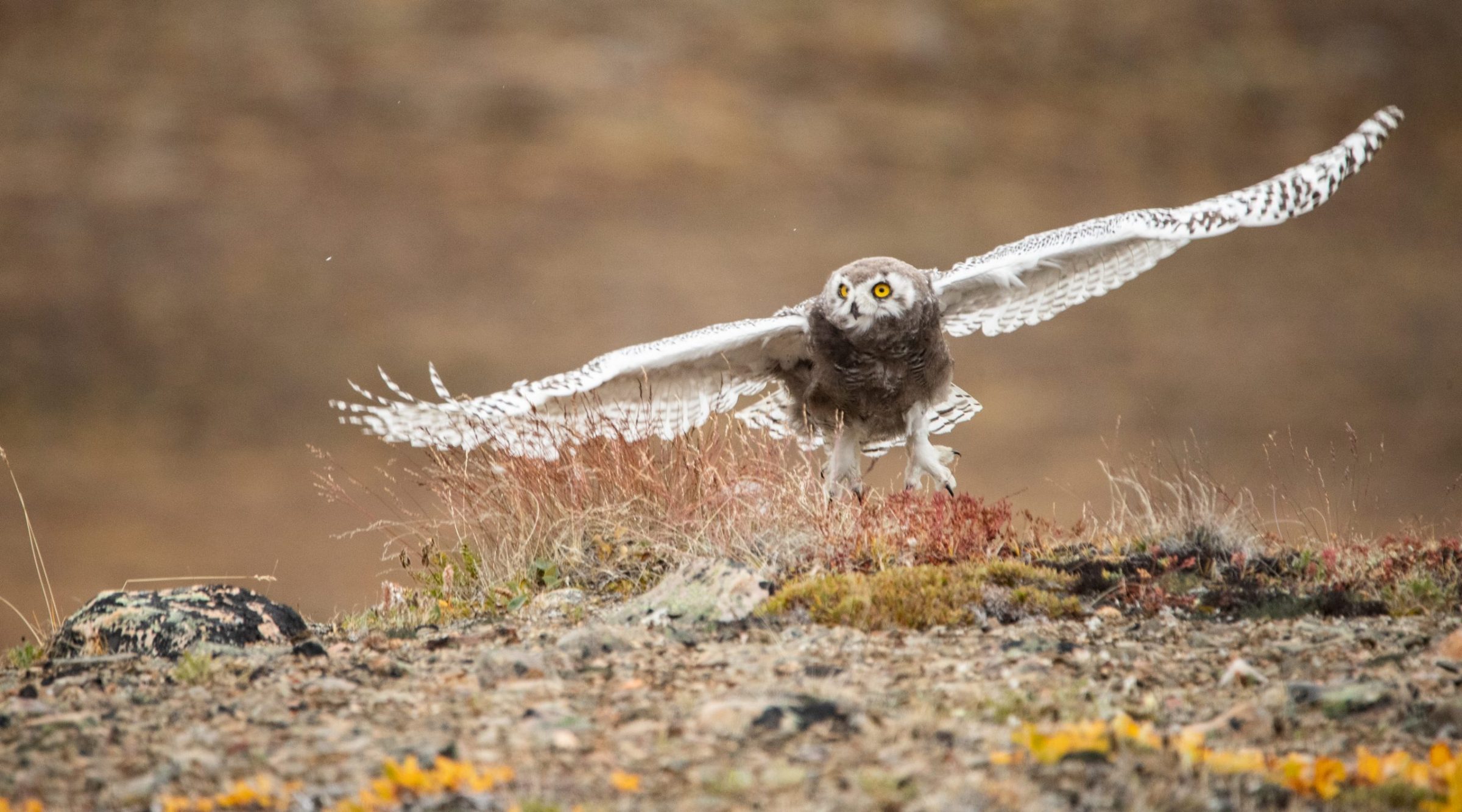 A fledgling snowy owl practises its flying skills on the hills above Marcil Lake, just northwest of Arctic Bay, on Sunday, Aug. 23. “I’ve seen the adults hunting in the general area for some time now, but the juveniles must have fledged around this weekend as they’ve been visible since at least Friday,” writes photographer Clare Kines. “The young owls will be practising their flying and perhaps their hunting skills as well, although the adults are likely still feeding them most of their food. They’ll move off later in the fall as winter sets in.” (Photo by Clare Kines)