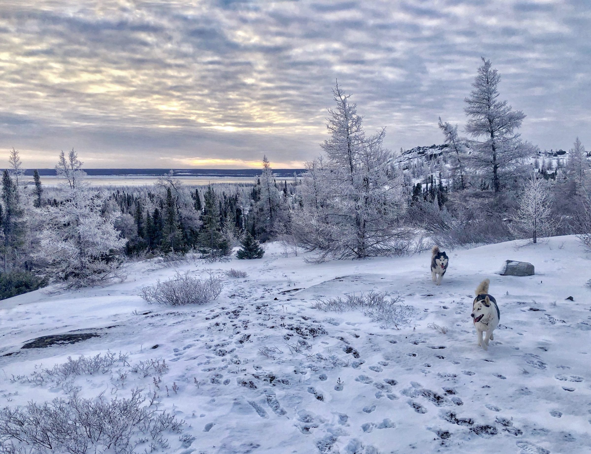 Isabelle Dubois of Kuujjuaq woke up to this snowy scene on Nov. 8 after spending the night at her cabin with her Siberian huskies, Sarila and Balto Jr. (Photo by Isabelle Dubois) 