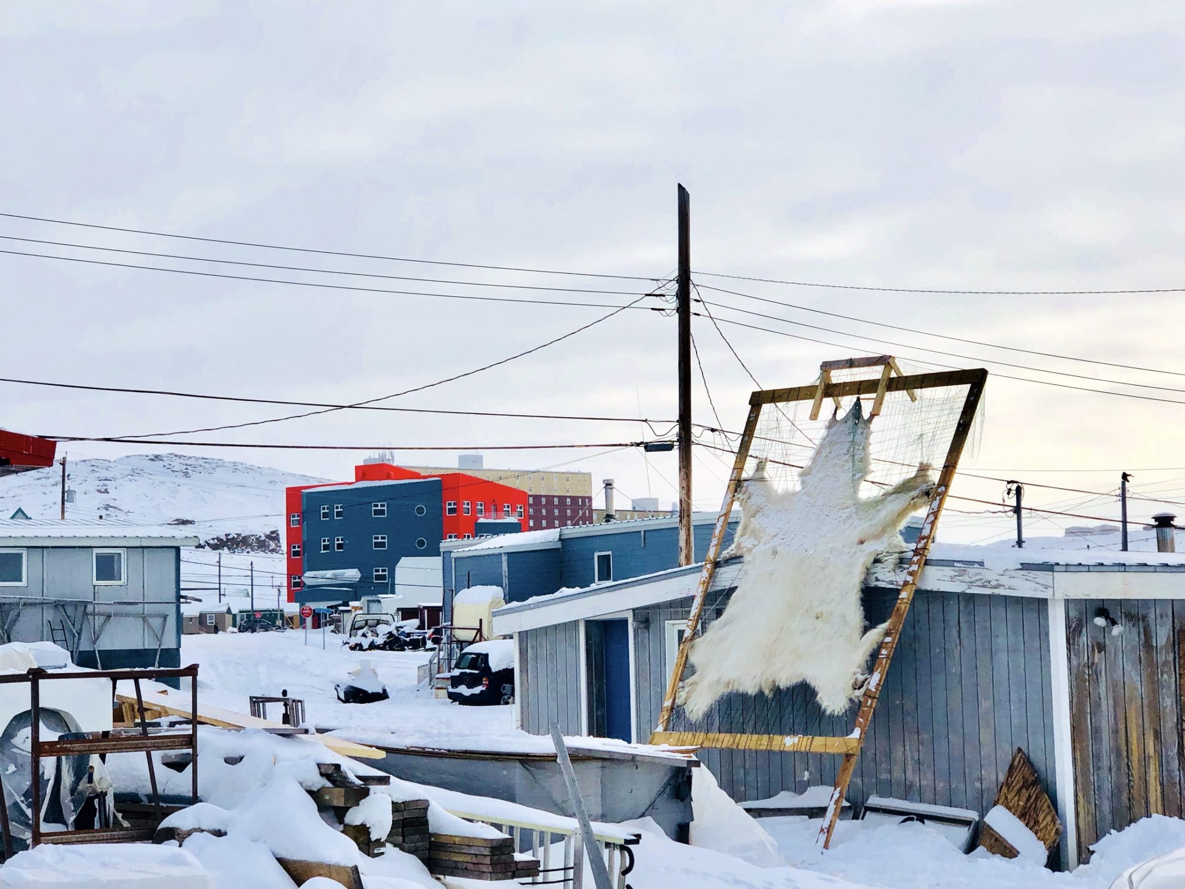 Unsellable polar bear hides travel back from auction house to Nunavut