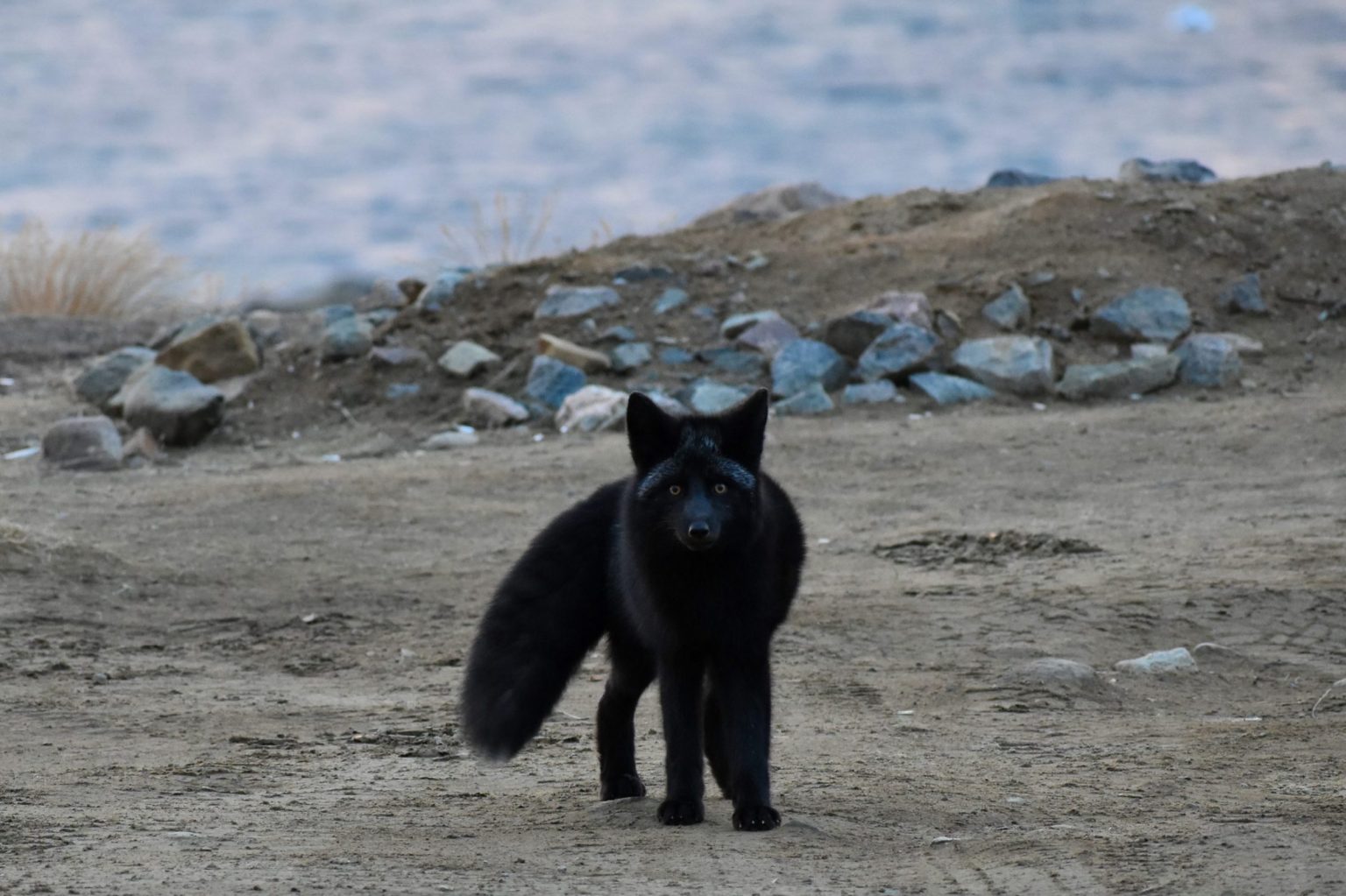 Fox being tested for rabies after biting 2 dogs in Rankin Inlet