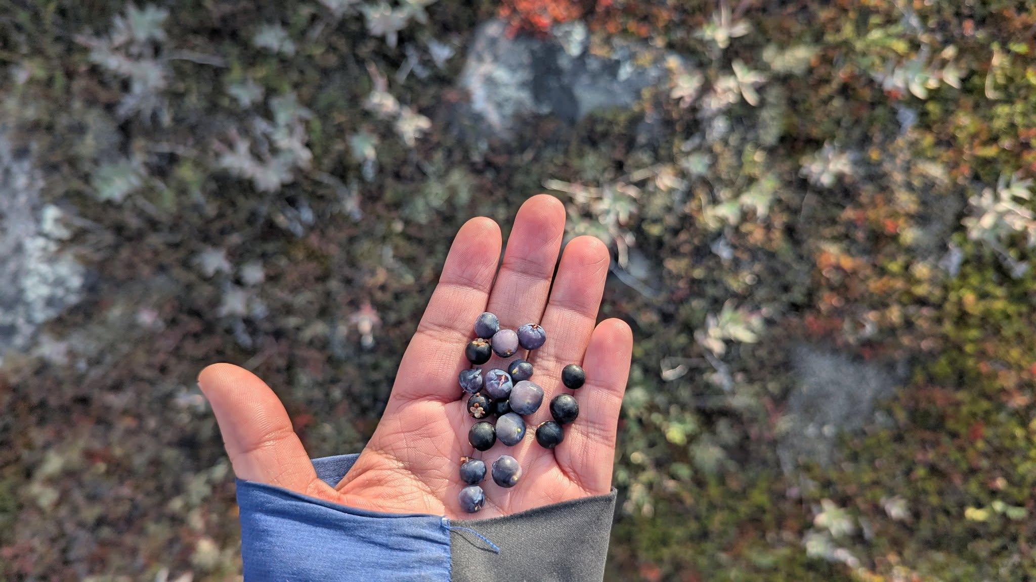 It’s berry season! Sandi Chan shows off some of her berry-picking bounty from the Plateau area of Iqaluit. (Photo courtesy of Sandi Chan)